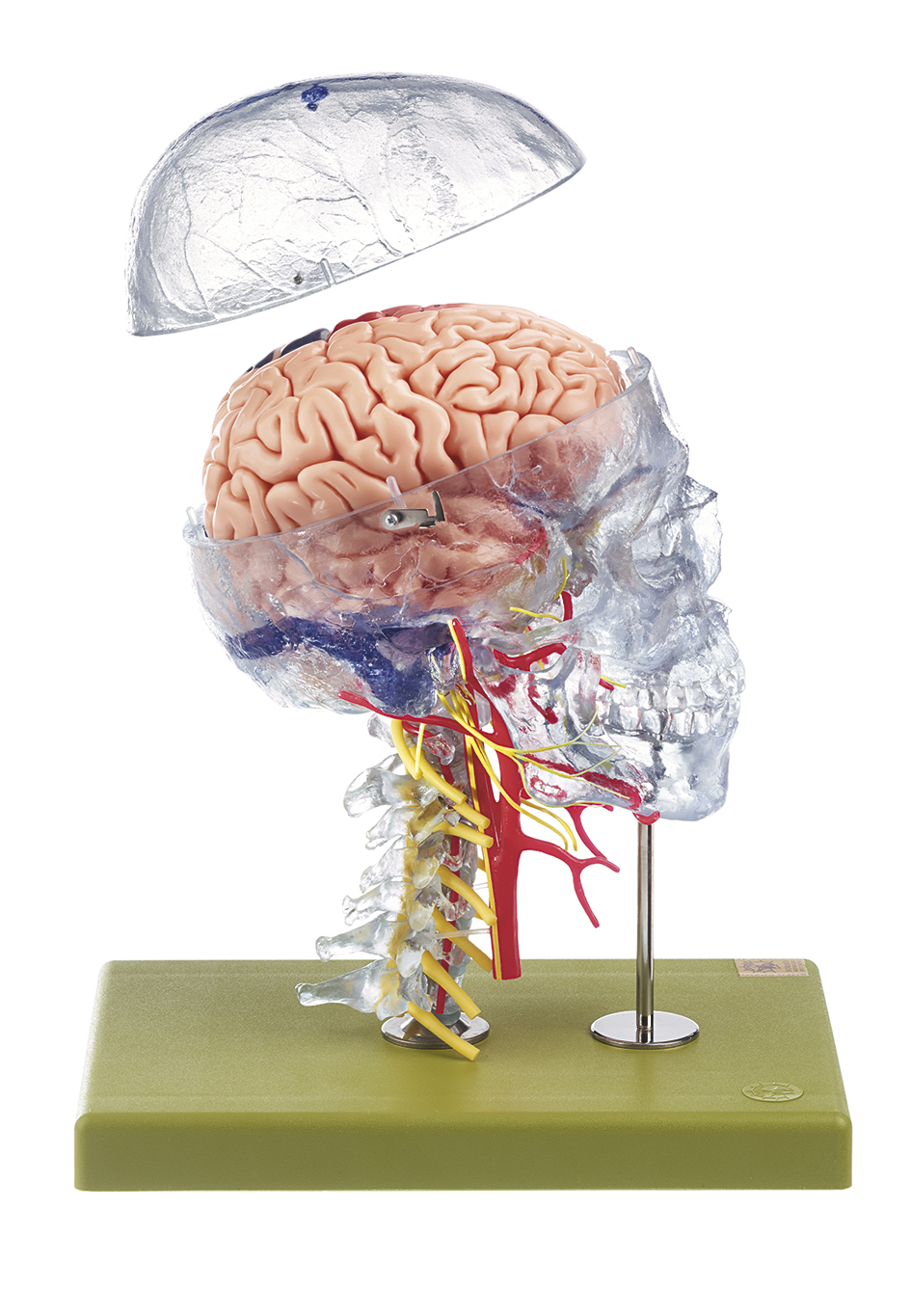 Modelo de cabeza neuroanatómico (QS 65/7) · Modelos de anatomía | SOMSO®