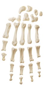 Hand Bone
