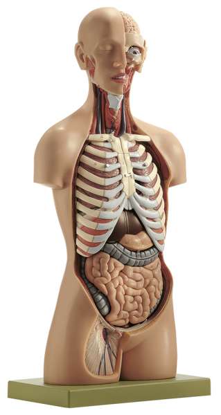 Anatomy models | SOMSO®