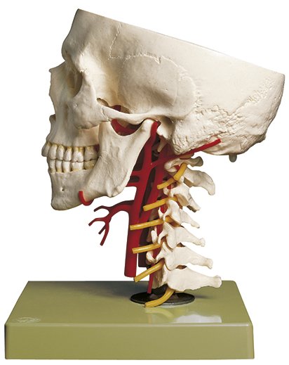 Base du crâne avec artères