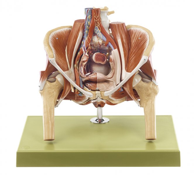 Modelo de pelvis femenina