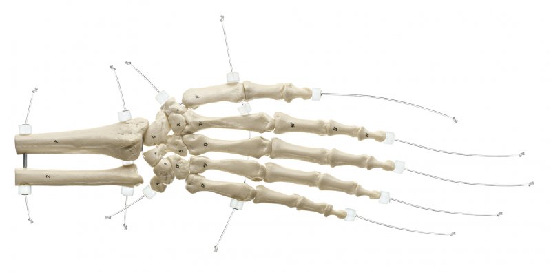 Squelette de la main avec insertion sur l’avant-bras, (montage sur fils nylon)