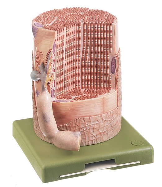 Transversely Striated Muscular Fibre with Motor End Plate