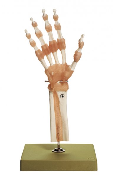 Functional Model of the Hand and Finger Joints