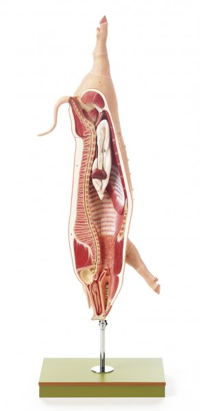 Model of the Carcass of a Pig