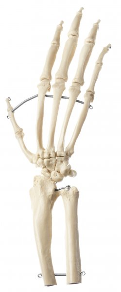 Esqueleto de mano de chimpancé