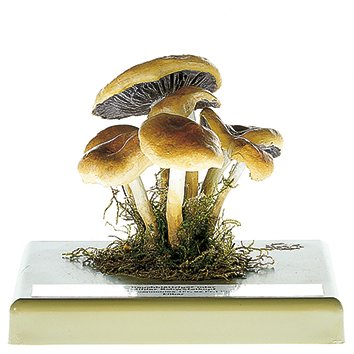 Conifer Tuft Mushroom