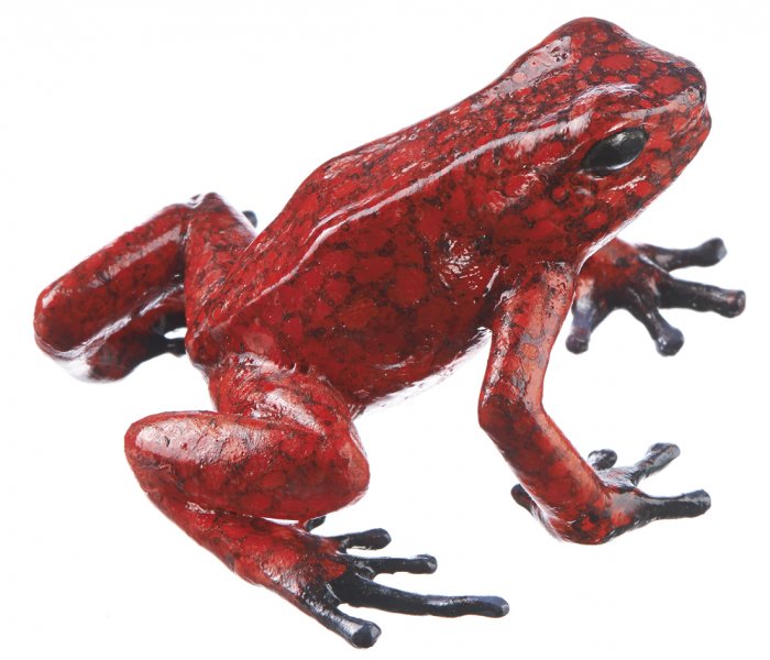 Harlequin Poison Frog