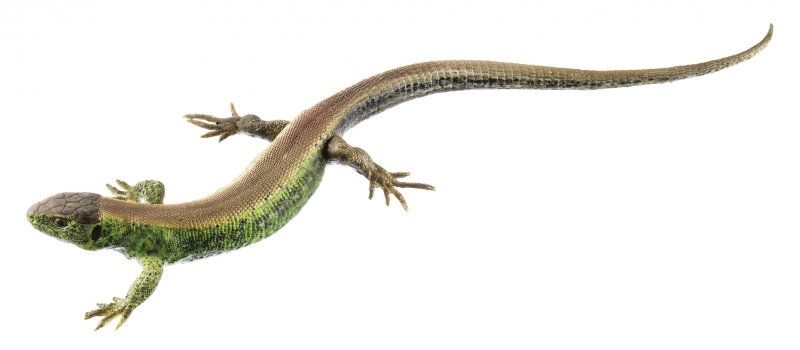 Lézard agile, mâle à dos rouge, dit «mutant erythronotus»