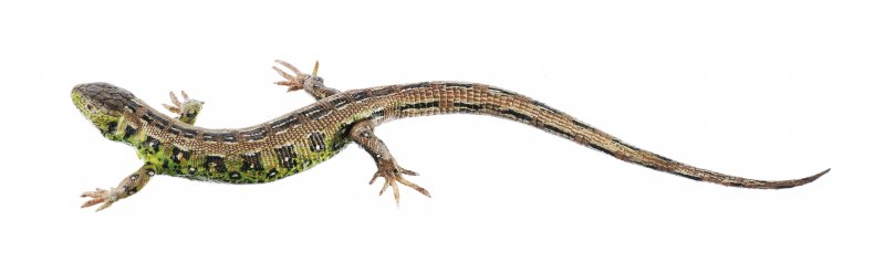 Lézard agile, mâle, couleur en dehors de la période de reproduction