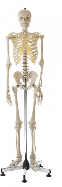 Artificial Human Skeleton