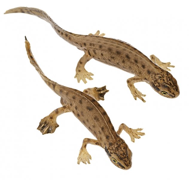 Palmate Newt