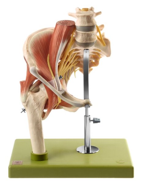 Model of the right hip with muscles and nerves