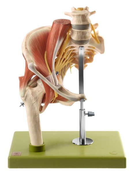 Rechtes Hüftgelenk-Modell mit Muskeln und Nerven