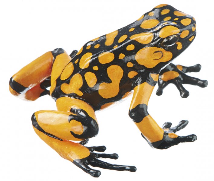 Harlequin Poison Frog