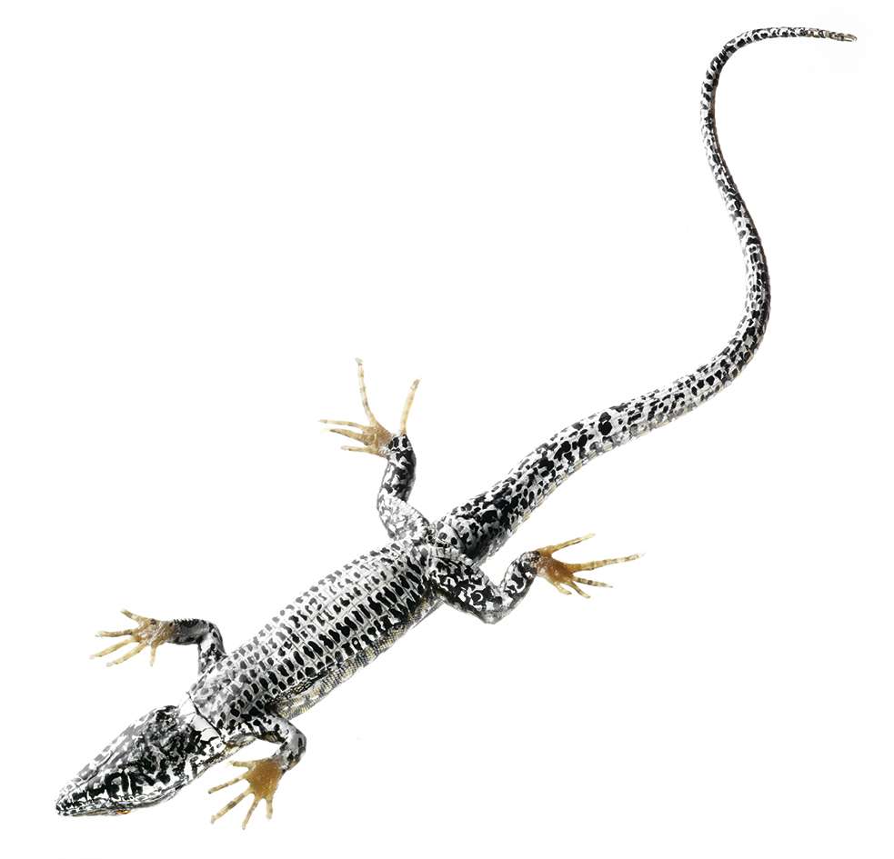 Common Wall Lizard (ZoS 1027/2) · Zoology models | SOMSO®