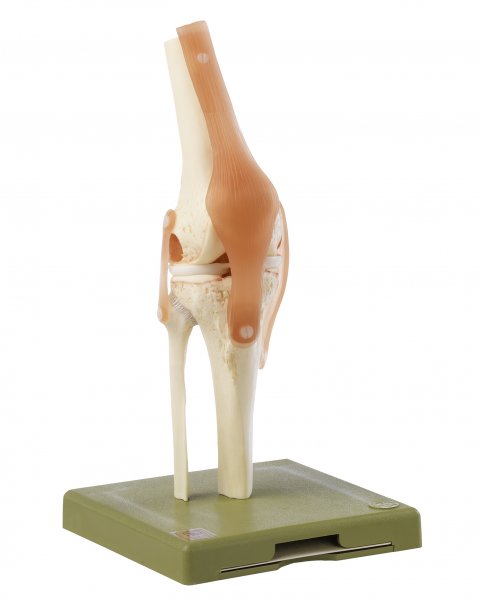 Funktionsmodell vom Kniegelenk