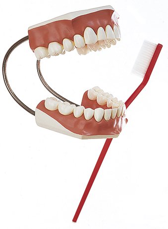 Model of a Set of Teeth