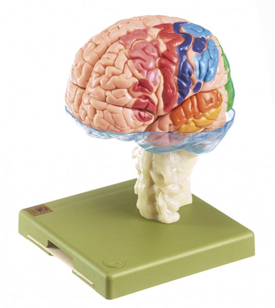 15-teiliges Gehirnmodell mit farbiger Markierung der Rindenfelder