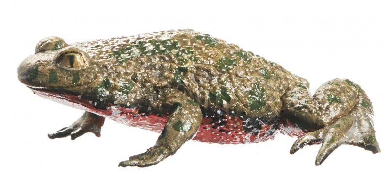 Fire-bellied Toad