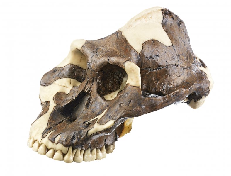 Ricostruzione di cranio di P. aethiopicus