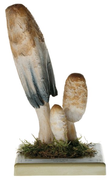 Coprinus comatus