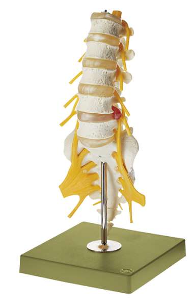 Segments of the Spine › Anatomy models | SOMSO®