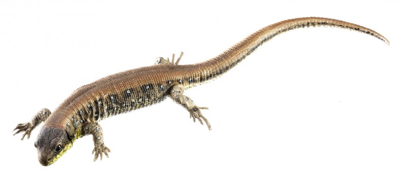 Lézard agile, femelle à dos rouge, dit «mutant erythronotus»