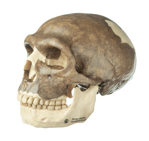 Reconstrucción de cráneo de Homo neanderthalensis