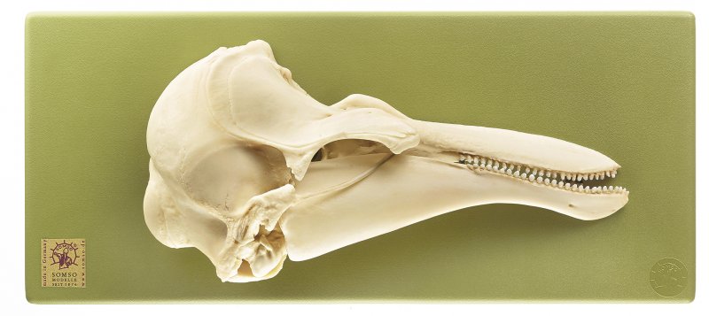 Half of harbour porpoise skull, right side