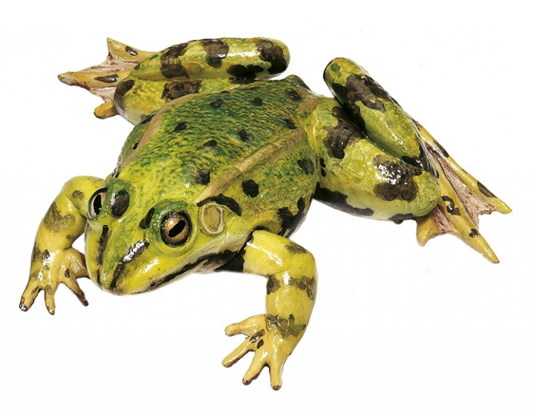 Wasserfrosch, Männchen