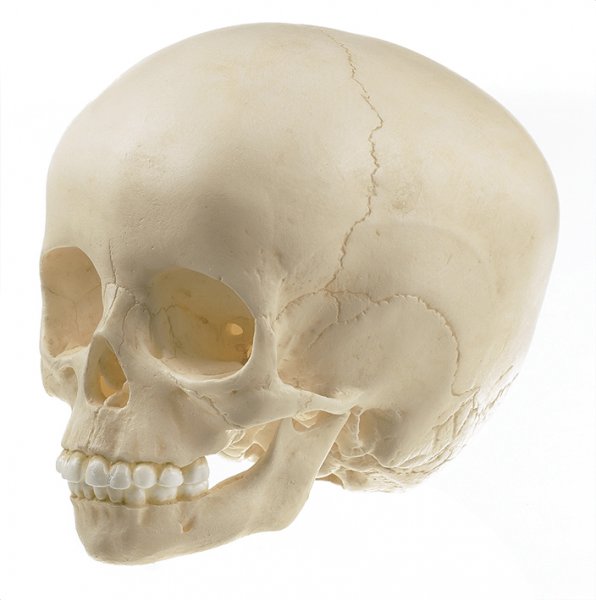 Modèle de crâne d’un enfant (de 6 ans env.)