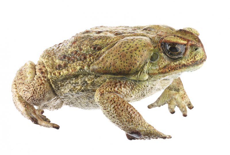 Crapaud Aga