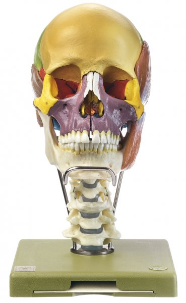 Modelo de cráneo de 18 piezas con musculatura masticatoria, columna vertebral cervical y hueso hioides
