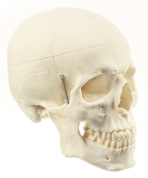 Artificial Human Skull