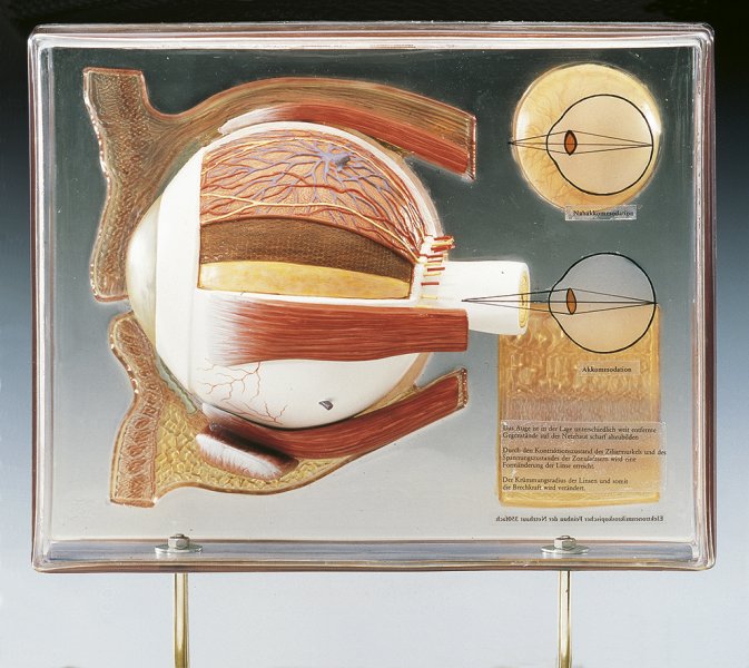 Display case Human Eye