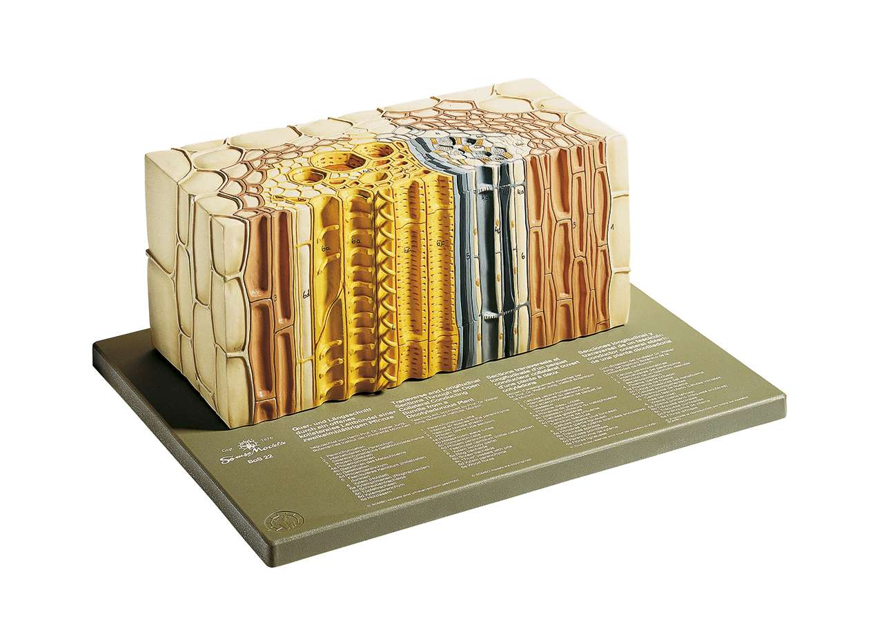 Open Collateral Vascular Bundle of a dicotyledonous plant (BoS 22 ...