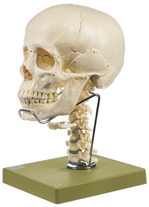 Modello di Cranio in 14 Pezzi con colonna cervicale e Osso Ioide