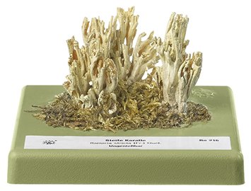 Upright Coral Fungus