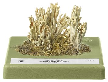 Ramaria apretada