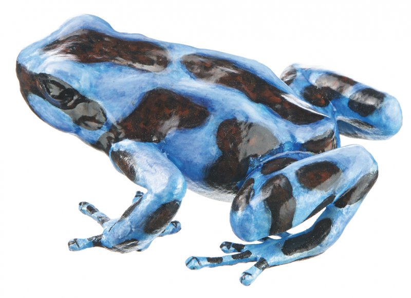 Dendrobates auratus