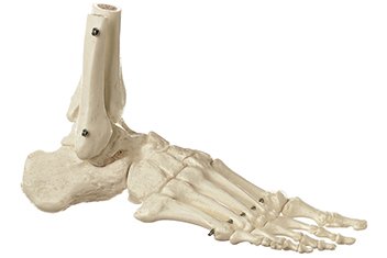 Esqueleto del pie (rígido)