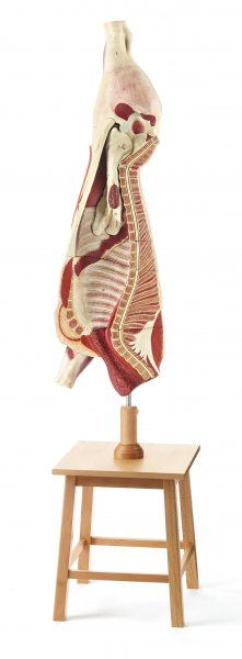 Model of the Carcass of a Young Bull