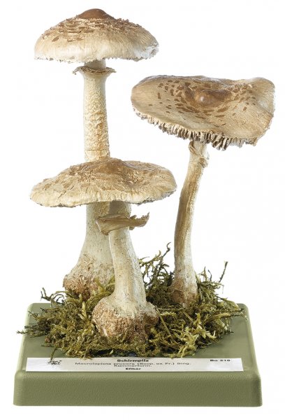 Macrolepiota procera