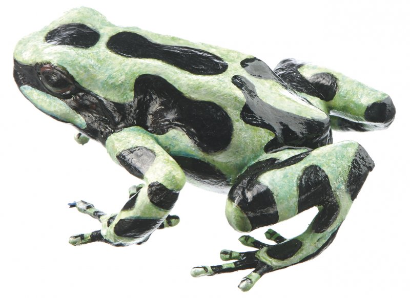 Green and Black Poison Dart Frog