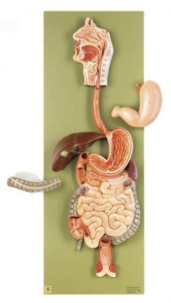 Digestive Tract