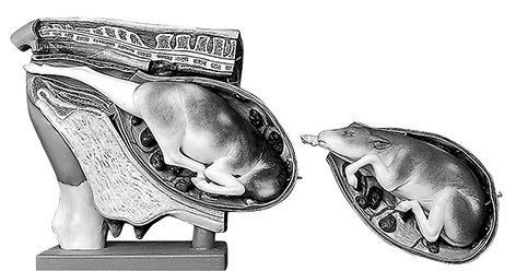 Cow - Female Pelvis with Interchangeable Uterus