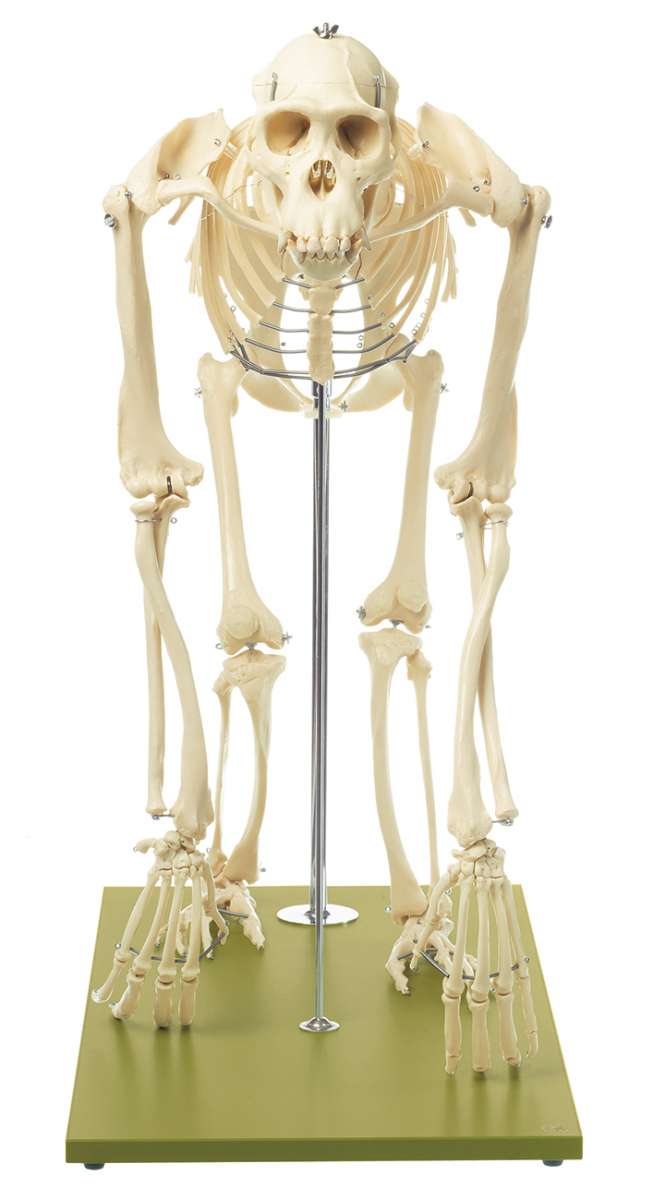 藤井保　SKELETON ZX-S130 Human Skeleton Disarticulated with Intervertebral