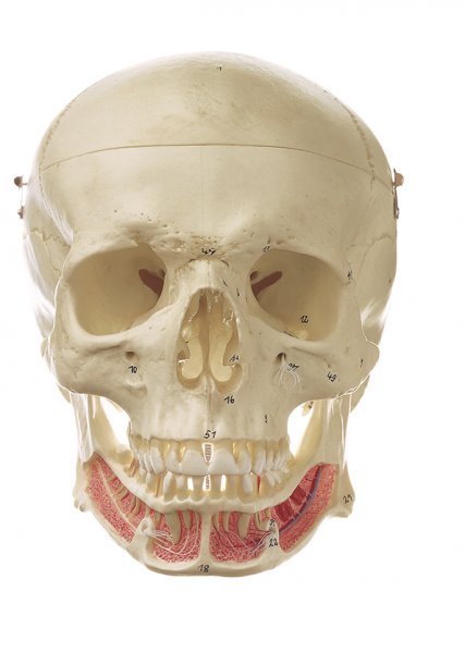 Artificial Human Skull