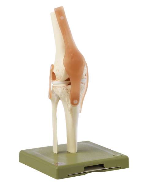 3F【希少】ソムソ社製 膝関節機能模型 NS50 ドイツ SOMSO 骨格模型 Functional Model of the Knee Joint (NS 50) · Anatomy models | SOMSO®